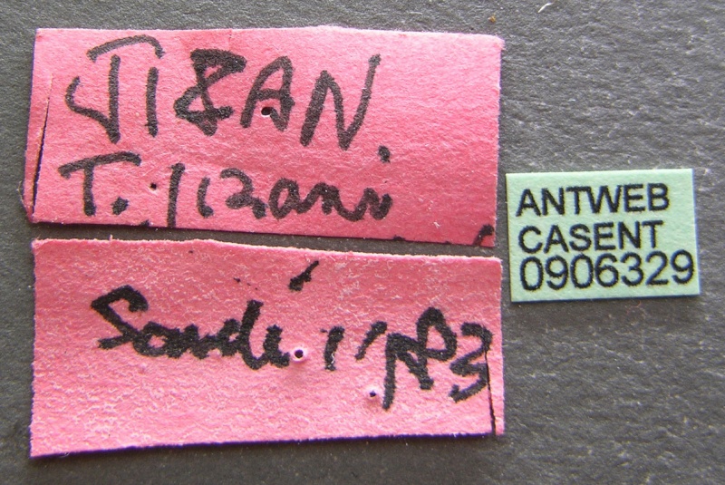 File:Tetramorium jizane casent0906329 l 1 high.jpg