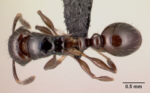 Tetramorium valky casent0496394 d 1 high.jpg