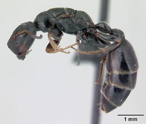 Tetraponera phragmotica casent0136419 profile 1.jpg