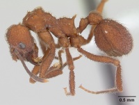 Trachymyrmex kempfi casent0178107 profile 1.jpg