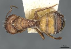 Camponotus robecchii troglodytes casent0911859 d 1 high.jpg