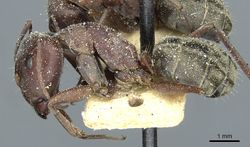 Camponotus vestitus strophiatus casent0911789 p 1 high.jpg