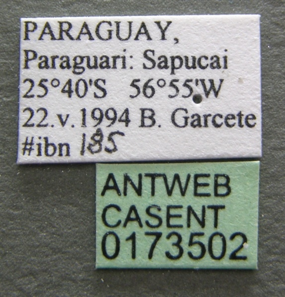 File:Cylindromyrmex brasiliensis casent0173502 label 1.jpg