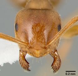 Lasius umbratus casent0005409 head 1.jpg