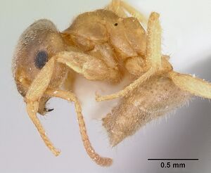 Lasius xerophilus casent0103507 profile 1.jpg