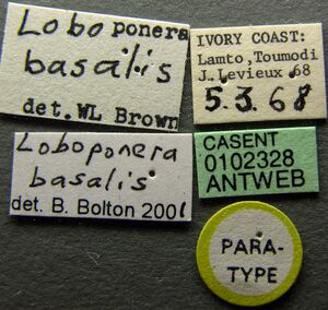 Loboponera basalis casent0102328 label 1.jpg