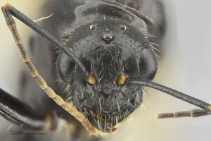 Mcz-ent00520129 Camponotus sansbaenus male hef.jpg