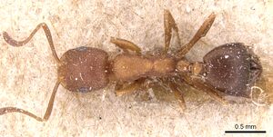 Monomorium phoenicum casent0904596 d 1 high.jpg