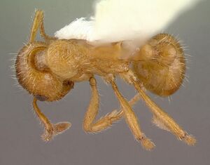 Myrmica rubra casent0010644 dorsal 1.jpg