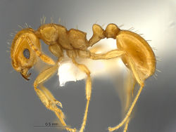 Ochetomyrmex-neopolitus-MCZ003L.jpg