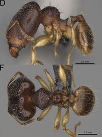 Pheidole mavesatra F69df.jpg