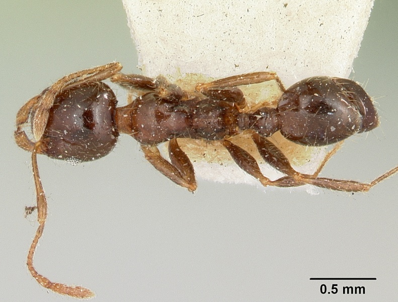 File:Pheidole punctulata spinosa casent0101570 dorsal 1.jpg