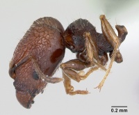 Pheidole recondita casent0173102 profile 1.jpg