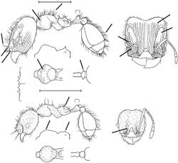 Pheidole rosula Wilson 2003.jpg