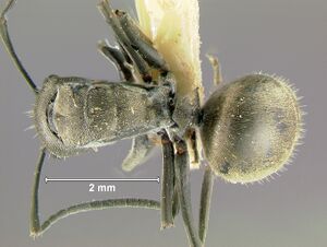 Polyrhachis-zopyraD2.5x.jpg