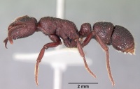 Psalidomyrmex sallyae casent0102912 profile 1.jpg