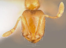 Solenopsis molesta casent0005805 head 1.jpg