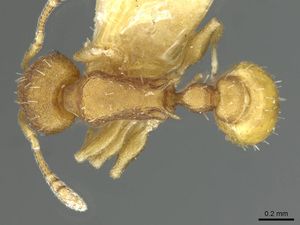 Temnothorax goniops casent0912943 d 1 high.jpg