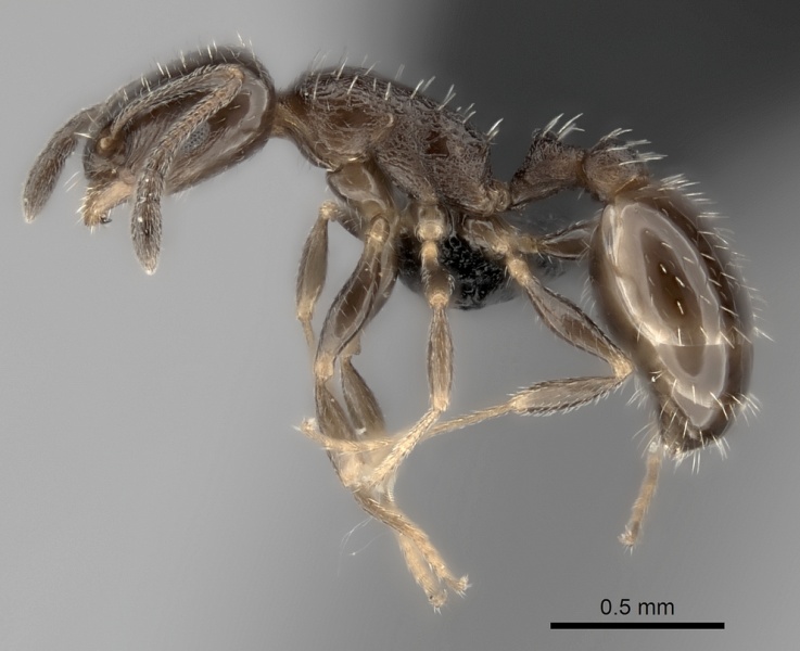 File:Temnothorax punctithorax casent0007122 p 1 high.jpg