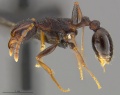 Tetramorium longicorne MOZ hal.jpg