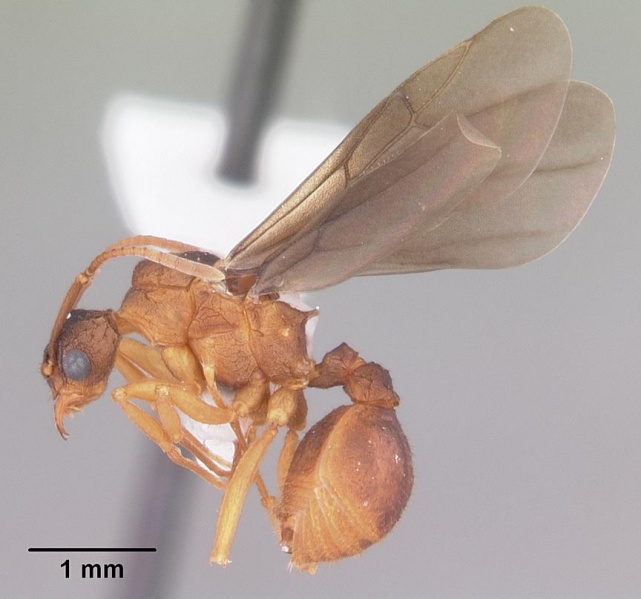 File:Trachymyrmex septentrionalis casent0102746 profile 2.jpg