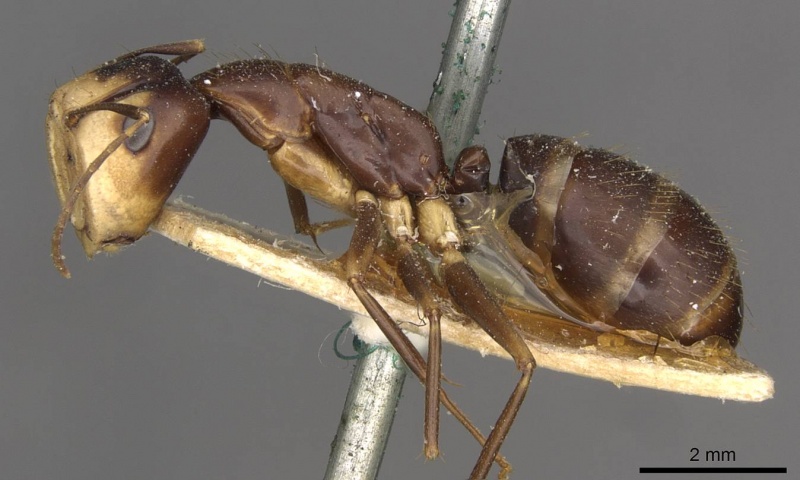 File:Camponotus paradoxus casent0910676 p 1 high.jpg