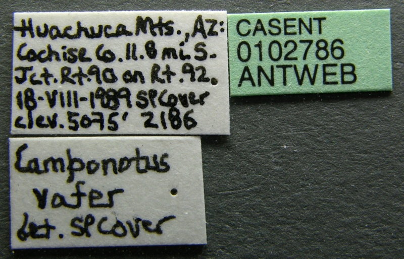 File:Camponotus vafer casent0102786 label 1.jpg