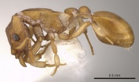 Colobostruma unicorna P casent0900009.jpg