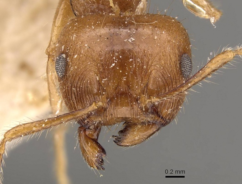 File:Crematogaster wroughtonii casent0908639 h 1 high.jpg