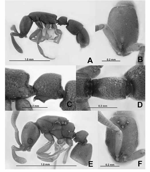 File:EYY Probolomyrmex 07.jpg