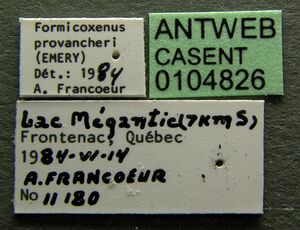 Formicoxenus provancheri casent0104826 label 1.jpg