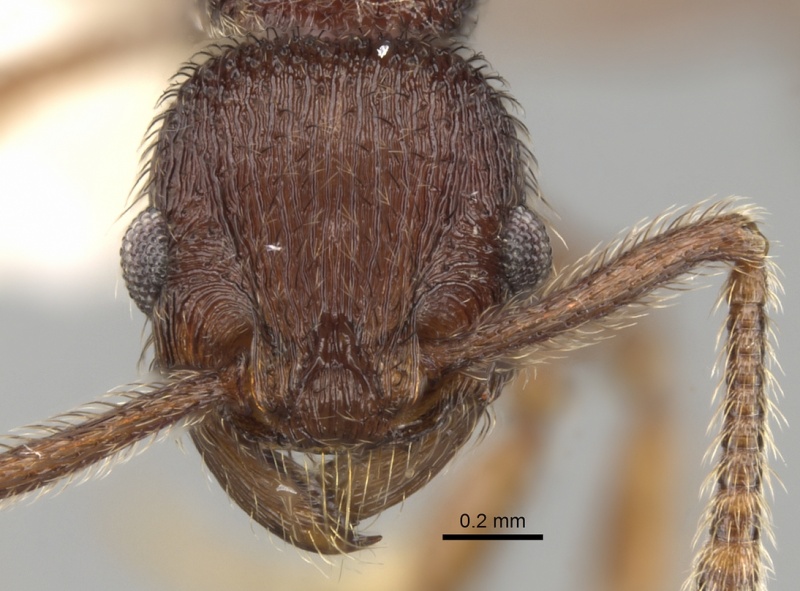 File:Hylomyrma longiscapa casent0280843 h 1 high.jpg