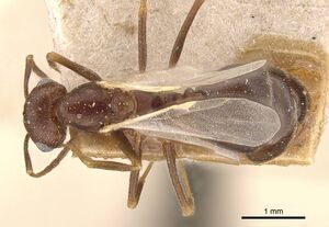 Monomorium santschii casent0908780 d 1 high.jpg