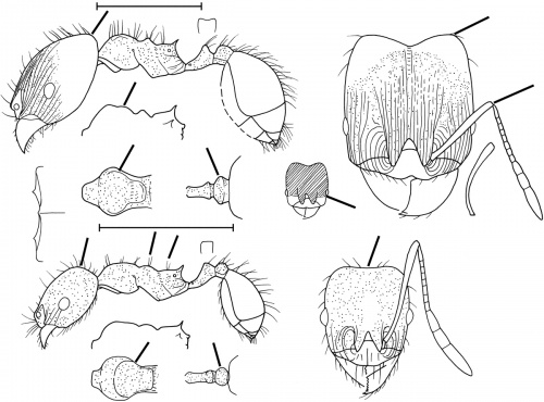 Pheidole sciophila Wilson 2003.jpg