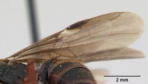 Phrynoponera gabonensis casent0094797 profile 2.jpg