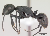 Polyrhachis incognita casent0103188 profile 1.jpg