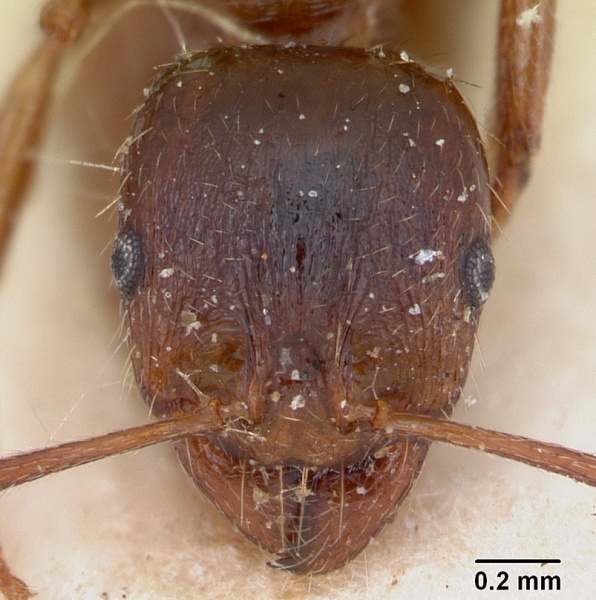 File:Aphaenogaster subterranea casent0173564 head 1.jpg