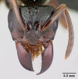 Centromyrmex raptor casent0178746 head 1.jpg