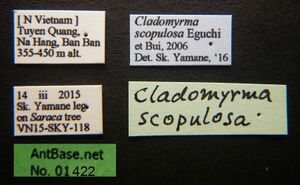 Cladomyrma-scopulosa-male-label-normal.jpg