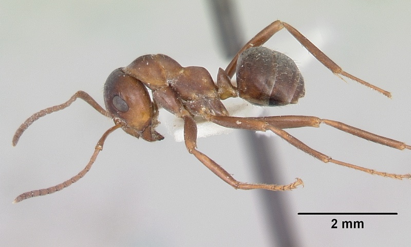 File:Formica postoculata casent0105757 profile 2.jpg