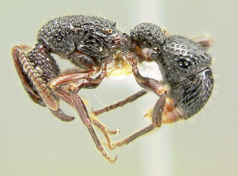 File:Gnamptogenys costataL2.0x.jpg