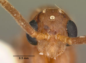 Leptogenys manni casent0104001 head 1.jpg