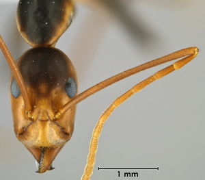 Leptomyrmex wiburdi head view
