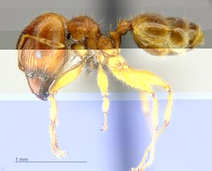 MCZ-ENT00511967 Pheidole punctulata hal-3-2.jpg