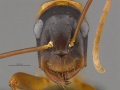 Mcz-ent00668228 Camponotus vicinus worker hef.jpg