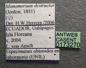 Monomorium destructor casent0173270 label 1.jpg