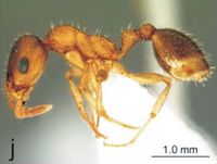 Nesomyrmex mcgregori P.jpg