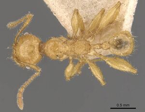 Pheidole antillana casent0908171 d 1 high.jpg