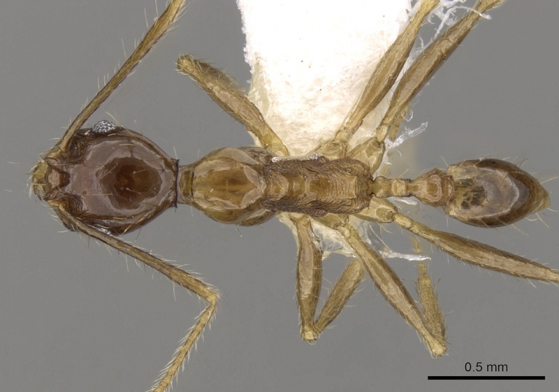 File:Pheidole cariniceps casent0281659 d 1 high.jpg