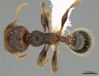 Pheidole obturaculum CASENT0646540 d.jpg